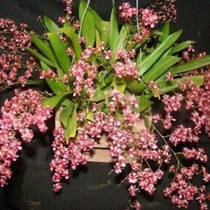 Orchid Oncidium Twinkle 'Pink Profusion'
