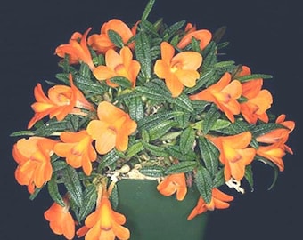 lepanthopsis astrophora x hitzil ハイブリッド Lepanthopsis astrophora x Lepanthopsis peniculus — Ecuagenera