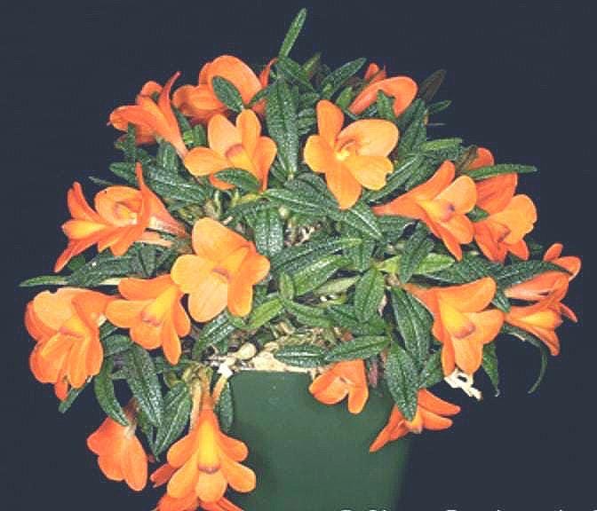 Dendrobium Cuthbertsonii Orange ( BS Miniature Orchid ) - Etsy