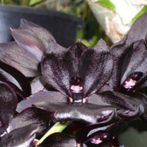 Black Orchid Monnierara Millennium Magic Witchcraft image 5