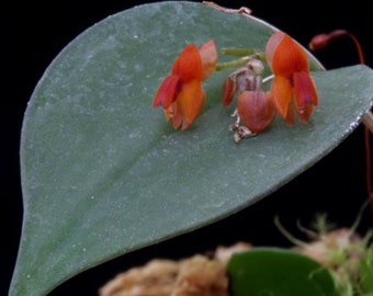 Lepanthes Fimbriata Miniatura Orchid - Etsy