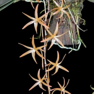 May include: Close-up of a cluster of delicate, star-shaped orchids with pale orange petals. The flowers hang from a wooden mount against a black background. The orchid's unique shape and color create a striking visual.