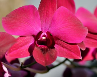 Dendrobium Valentine Red orchid seedlings