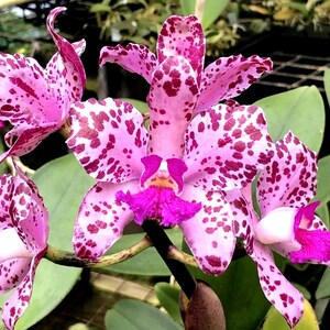 Cattleya Amethystoglossa 'el Camino Real' X H&amp;R Supreme 4n