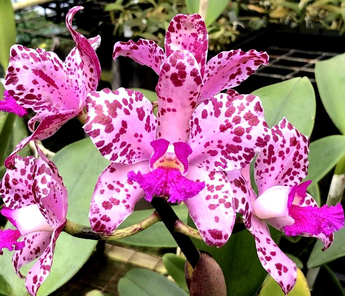 Cattleya Amethystoglossa 'el Camino Real' X H&R Supreme 4n Spotted
