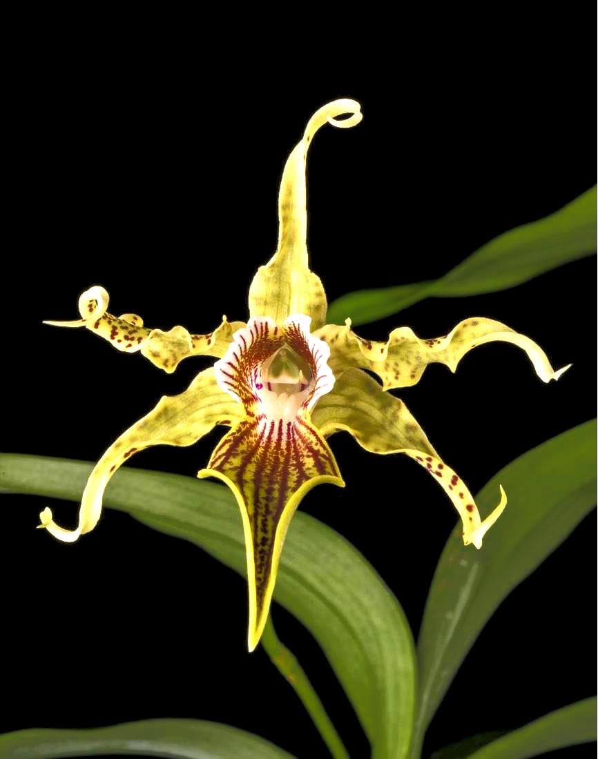 Unique Orchid Dendrobium Alexandrae X Sib - Etsy