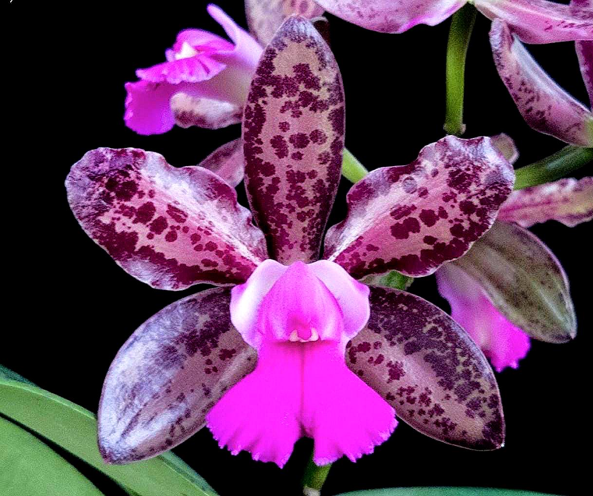 スモーキーガーデンルチル Cattleya Orchid Hybrid: Lacey Michelle Matherne - Spotted
