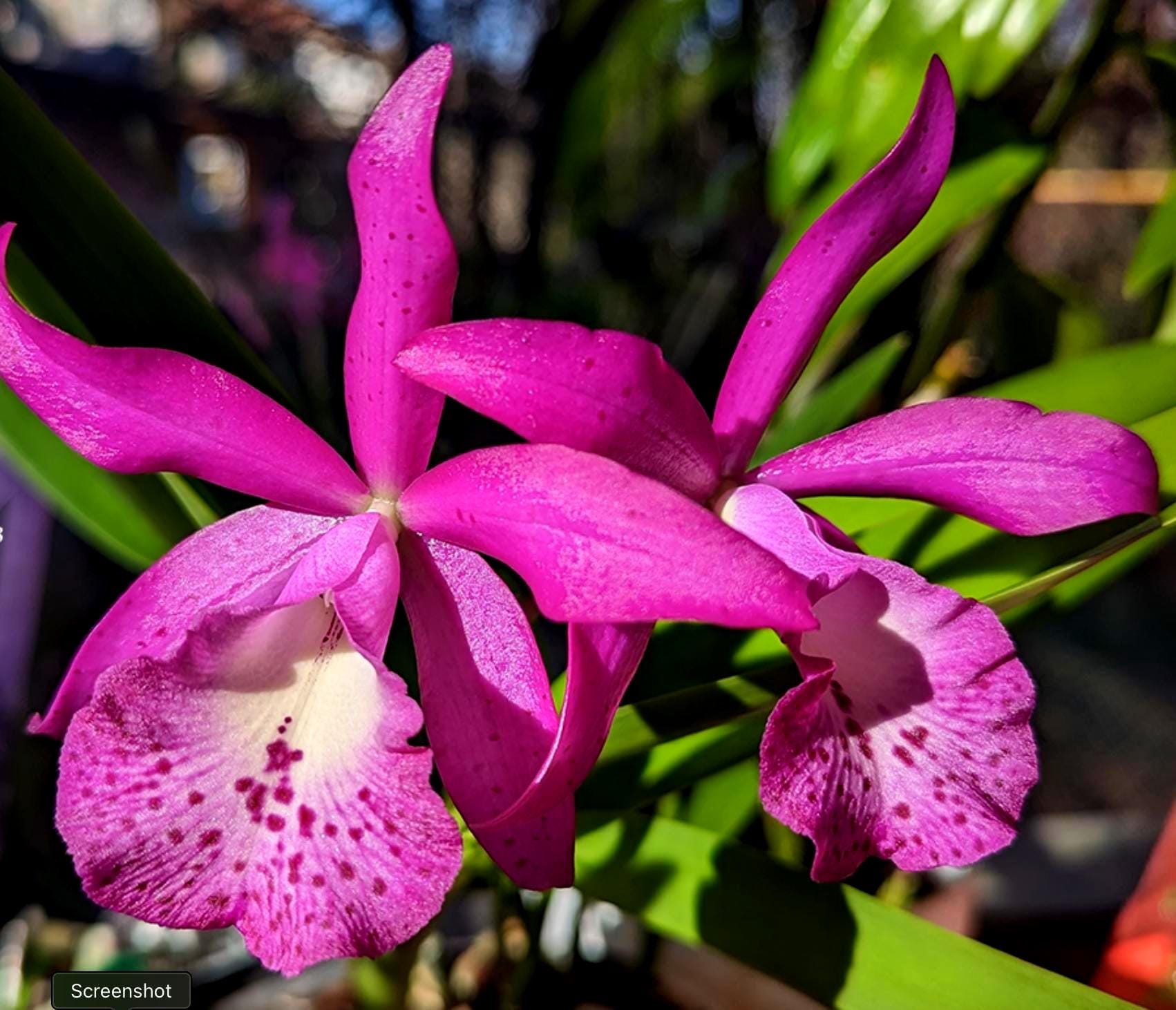 Brassocattleya Taiwan Mermaid Orchid: Fuchsia Pink Blooms - Etsy