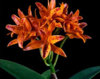 Guarianthe aurantiaca  Species orchid