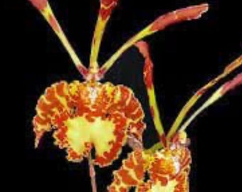 Psychopsis Mariposa ‘Green Valley’   Butterfly Orchid