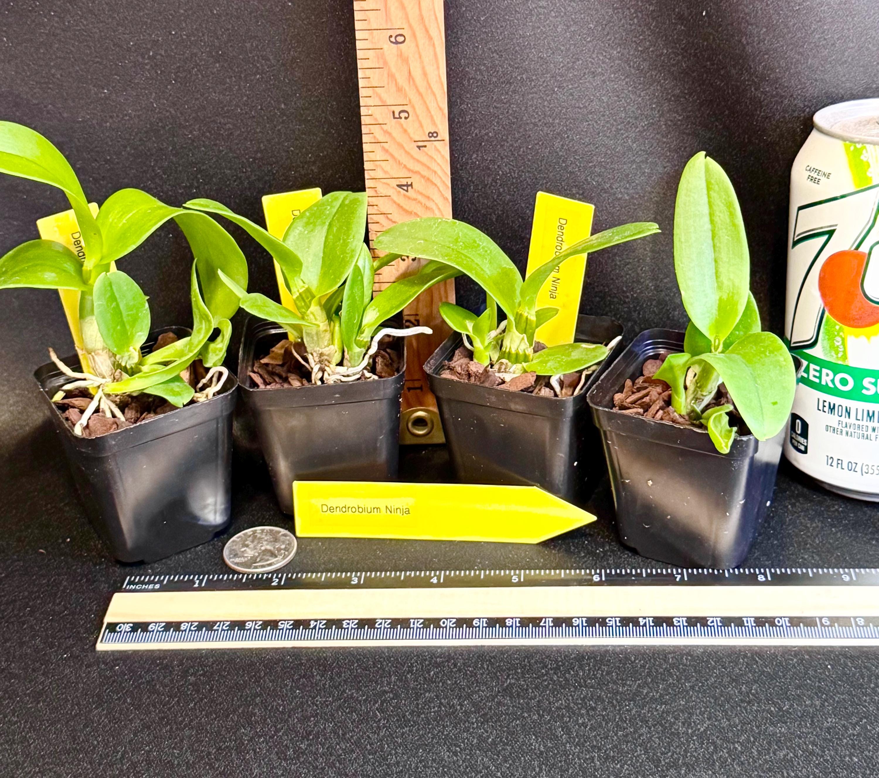 Dendrobium Ninja Orchid Seedling 2