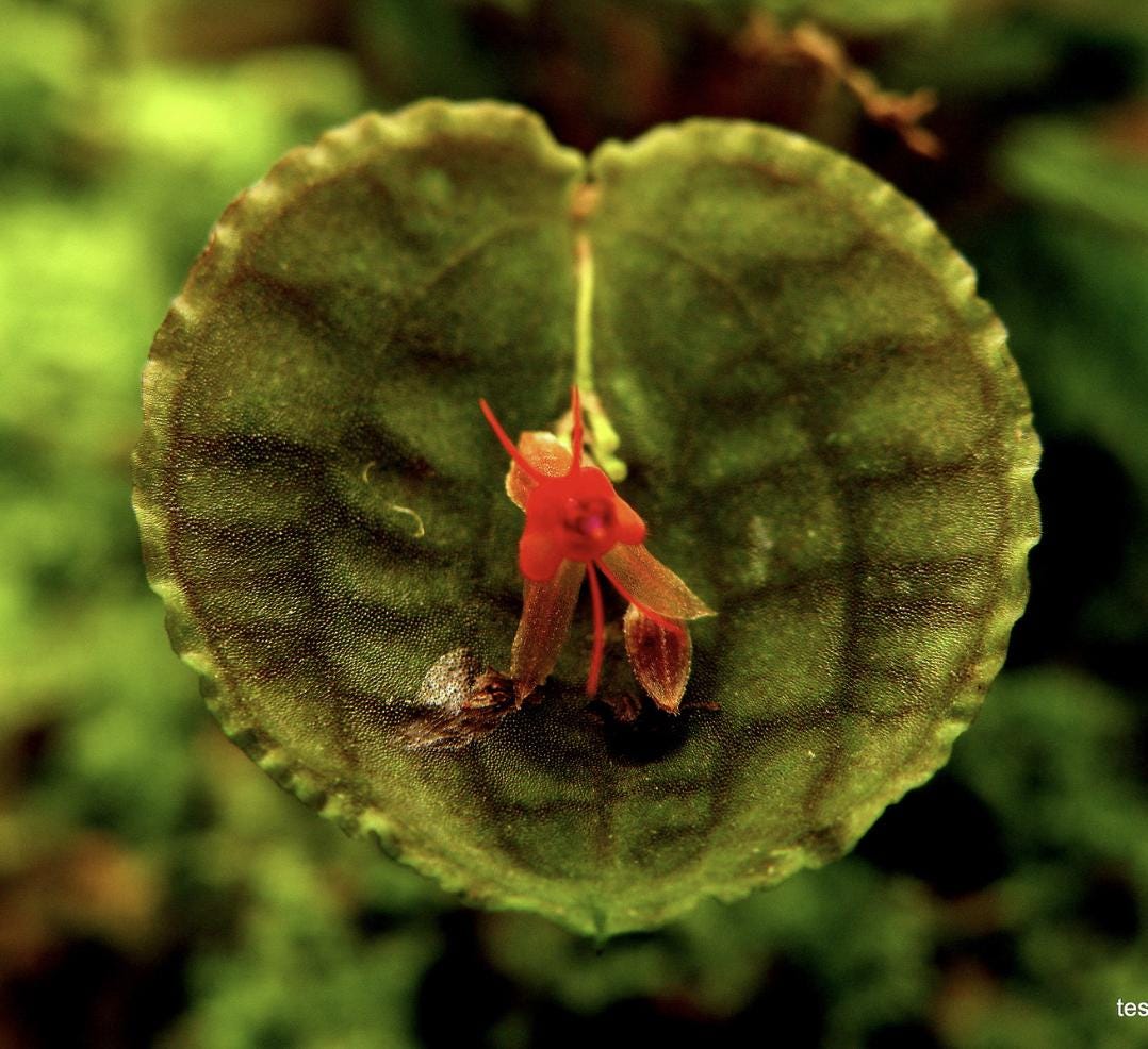 Lepanthes Tentaculata Miniature Species Orchid - Etsy
