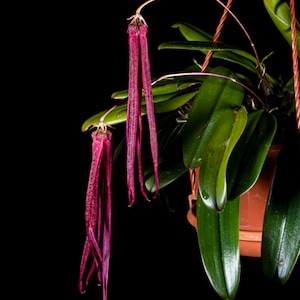 Orchid Bulbophyllum treschii