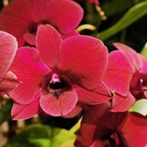 Orchid Dendrobium Genting Red image 2