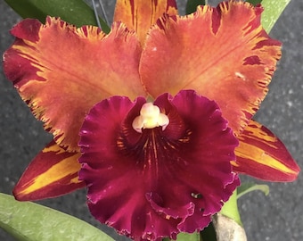 Rlc. Hey Song  Orchid hybrid seedling 2" pot