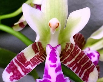 Orchid Sedirea japonica