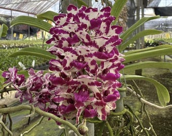Foxtail Orchid Rhynchostylis gigantea Red Spots
