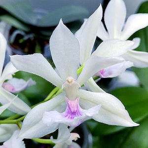 Zygonisia Cynosure 'Dove of Peace'  Variegated Intergeneric Orchid