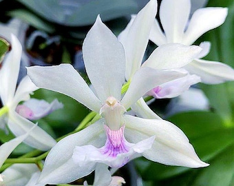 Orchid Zygopetalum Zygonisia Murasaki Komachi Live Plant - Etsy