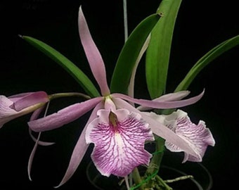 Orchid Brassocattleya Fuchs Star