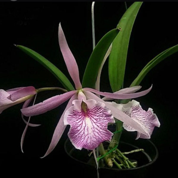Orchid Brassocattleya Fuchs Star