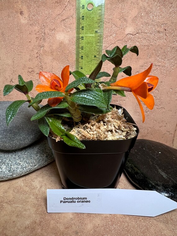Dendrobium Papuatu F. Orange Miniature Cuthbertsonii Hybrid Orchid
