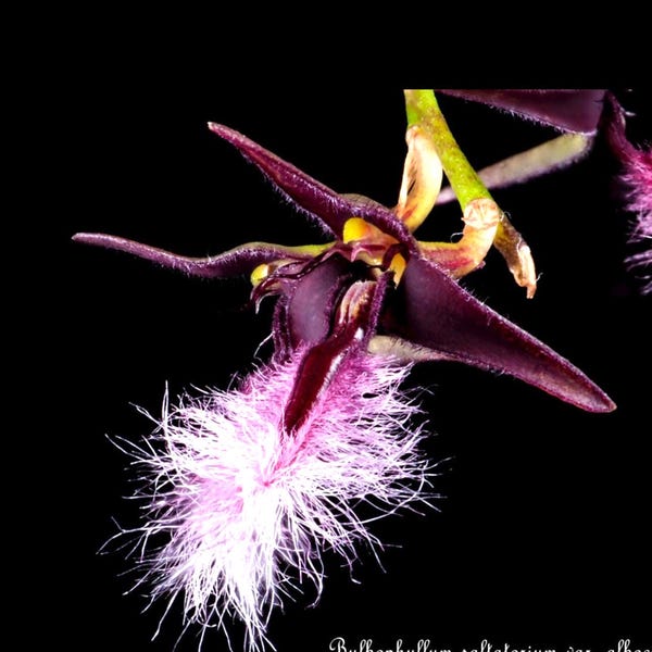 Bulbophyllum saltatorium var. albociliatum  species orchid