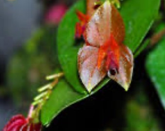 lepanthes fimbriata レパンテスミニチュアオーキッド南米 Lepanthes fimbriata – Intermediate Miniature Species Orchid