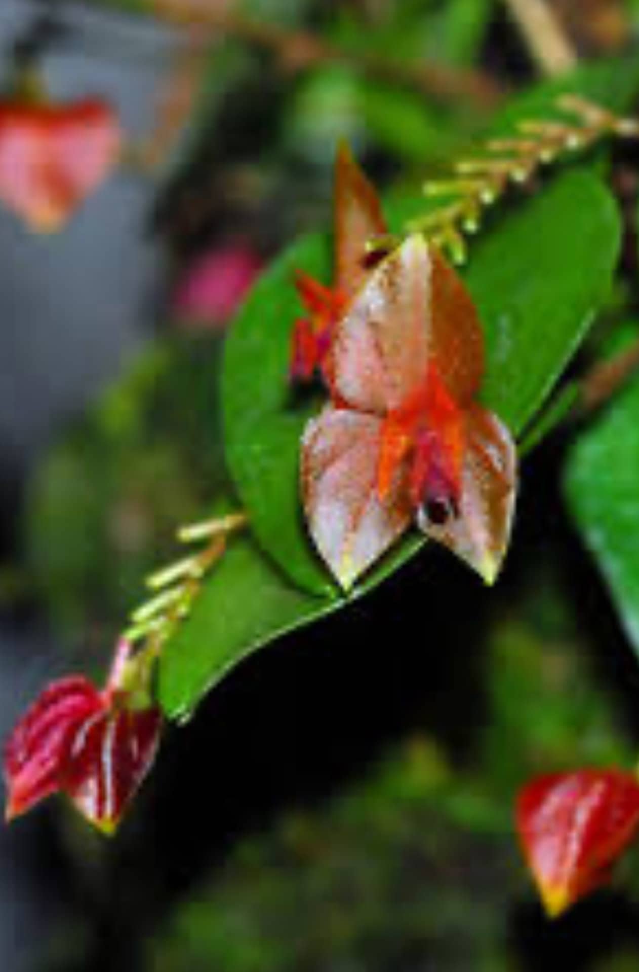 Lepanthes Fimbriata Miniatura Orchid - Etsy