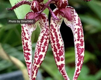 Lepanthopsis Astrophora Ultra Miniature Species Orchid - Etsy