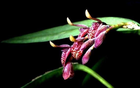 Acianthera pubescens    Blooming size species orchid