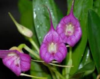 Masdevallia panguena