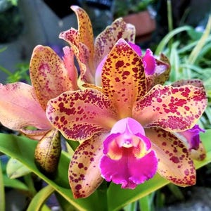 May include: Close-up of a Cattleya orchid with vibrant colors. The petals display a mix of pink, yellow, and orange hues, speckled with maroon spots. The orchid's center is a deep magenta with a yellow throat, surrounded by green leaves.