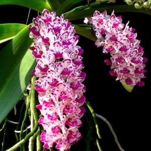 Orchid Rhynchostylis gigantea cartoon