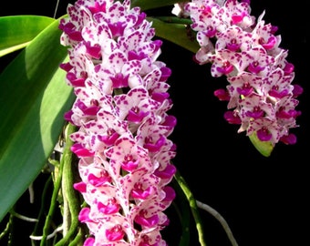 Orchid Rhynchostylis gigantea cartoon