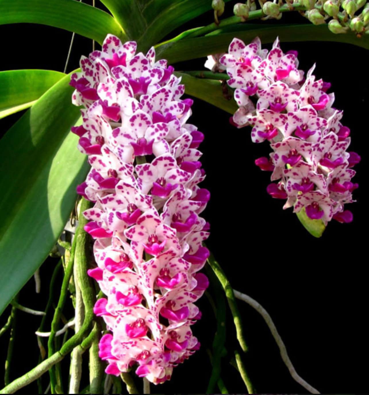 Orchid Rhynchostylis gigantea cartoon
