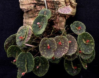Lepanthes Fimbriata Miniatura Orchid - Etsy