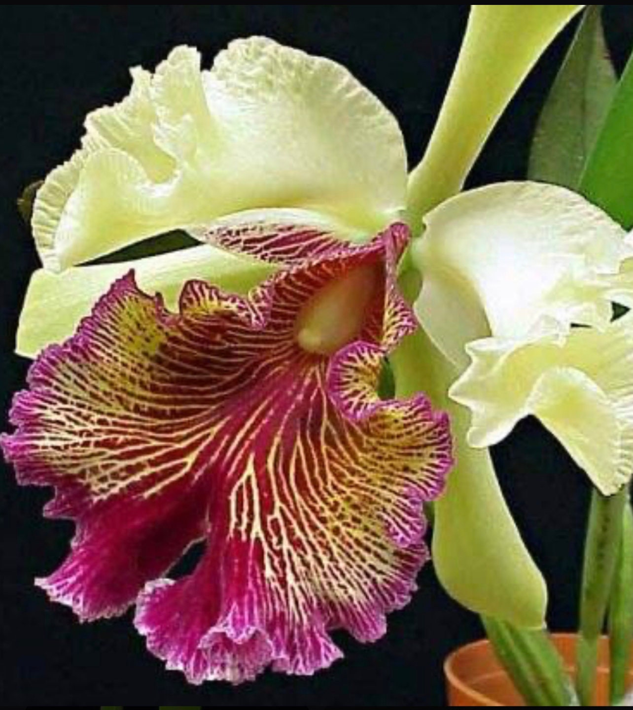 c.dowiana aurea purple lip Cattleya dowiana var. x Cattleya tenebrosa var. aurea 4N Rare Cattleya Dowiana Var Aurea Renal effects extend