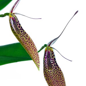 Restrepia guttulata bicolor