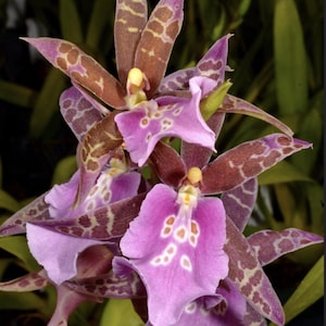 May include: Close-up of an orchid with purple and brown petals. The petals have a spotted pattern and a yellow center. The flower is in full bloom, showcasing its intricate details and vibrant colors.