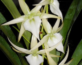 Angraecum Veitchii (sesquipedale x eburneum)