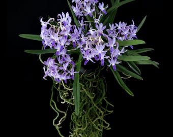 Neostylis Lou Sneary  ‘Bluebird’   (Neofinetia falcata x Rhynchostylis coelestis)  Orchid hybrid
