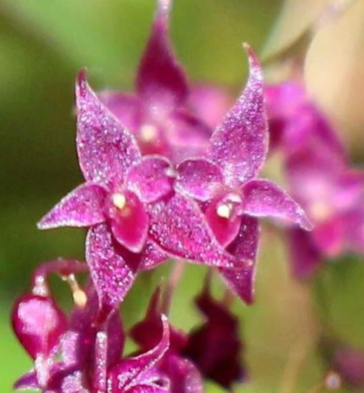 lepanthopsis astrophora x hitzil ハイブリッド Lepanthopsis Astrophora Ultra Miniature Species Orchid - Etsy