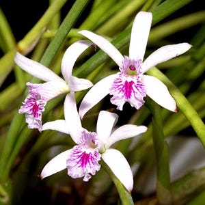 May include: Close-up of three white orchids with vibrant pink and purple markings in the center. The petals are delicate and gracefully shaped. Green stems and leaves provide a natural backdrop, creating a striking contrast.