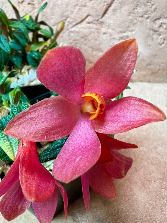 Orchid Dendrobium Swiss Mountain Palace Red 'camila' - Etsy
