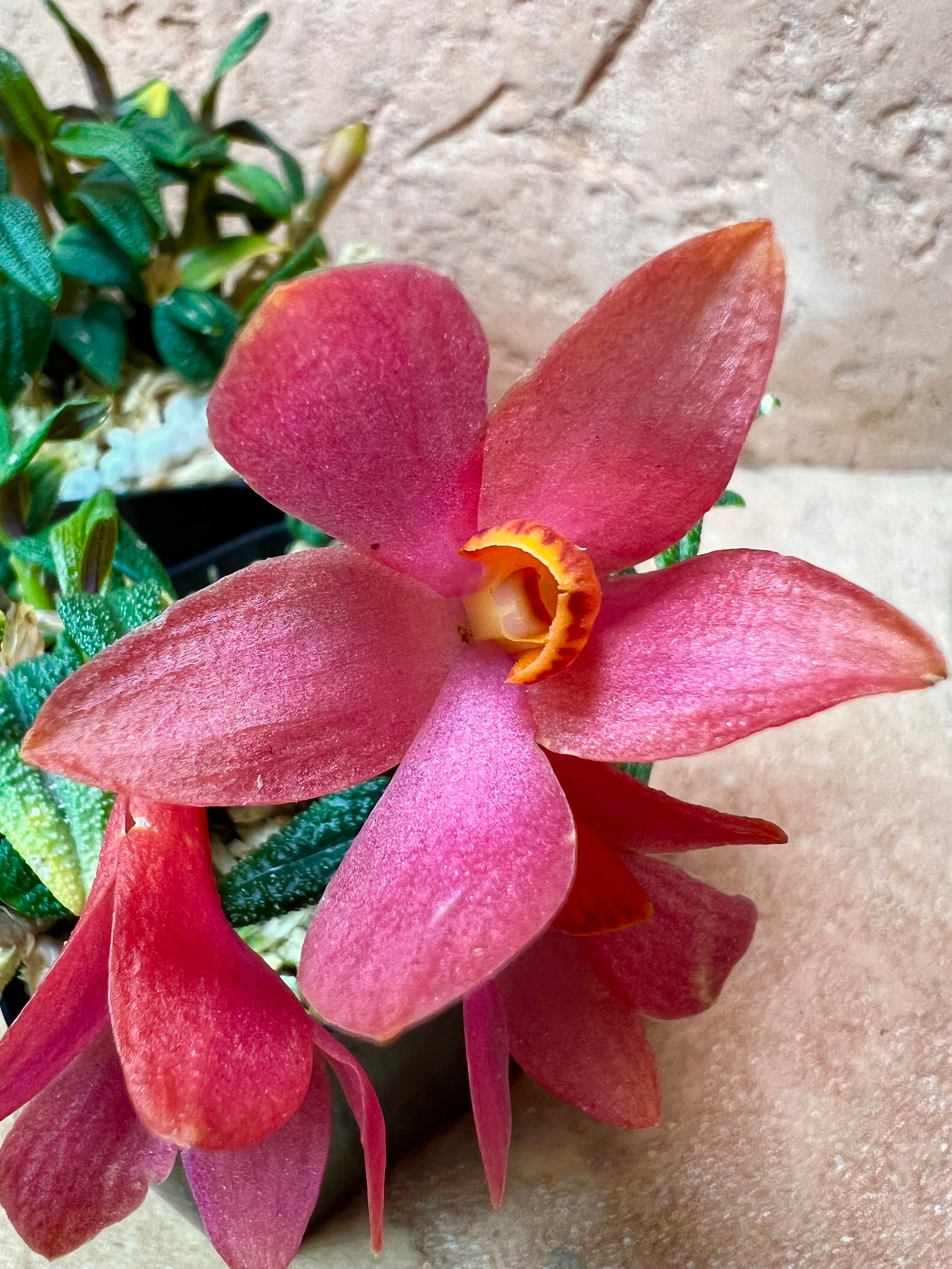 Orchid Dendrobium Swiss Mountain Palace Red 'camila' - Etsy
