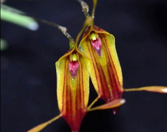 Trisetella triglochin miniature orchid