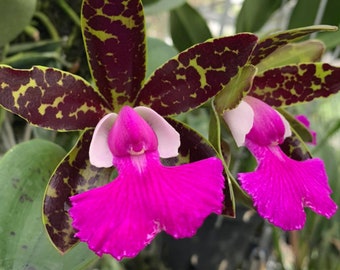 Cattleya Pinyophan Boy x Pradit Spot   Mounted Orchid