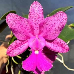 May include: A close-up of a vibrant pink orchid flower with dark pink spots. The flower has large, rounded petals and a prominent, deep pink lip. Green leaves and roots are visible in the background, highlighting the flower's natural beauty.