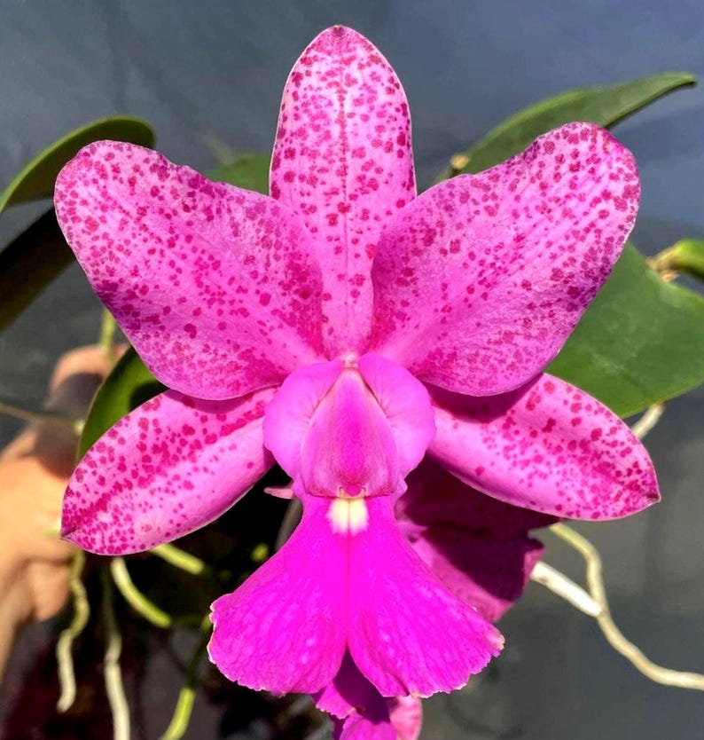 May include: A close-up of a vibrant pink orchid flower with dark pink spots. The flower has large, rounded petals and a prominent, deep pink lip. Green leaves and roots are visible in the background, highlighting the flower's natural beauty.